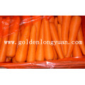 Fresh Carrot New Crop From Shandong